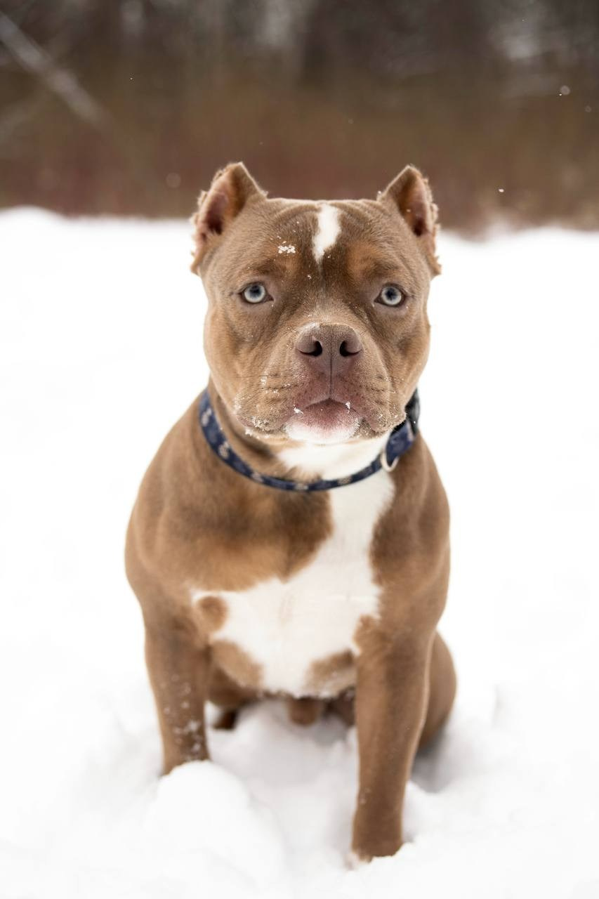 Услуги. Фотограф-анималист г. Москва