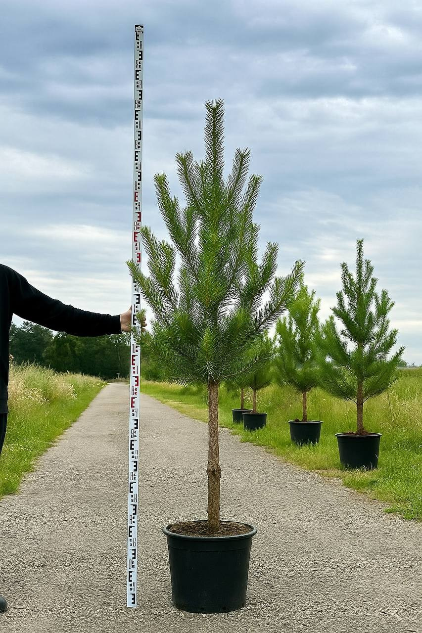 Крупномеры РФ