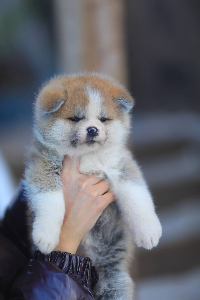 Красивые рыжие щенки Акита. Питомник Акита-Ину