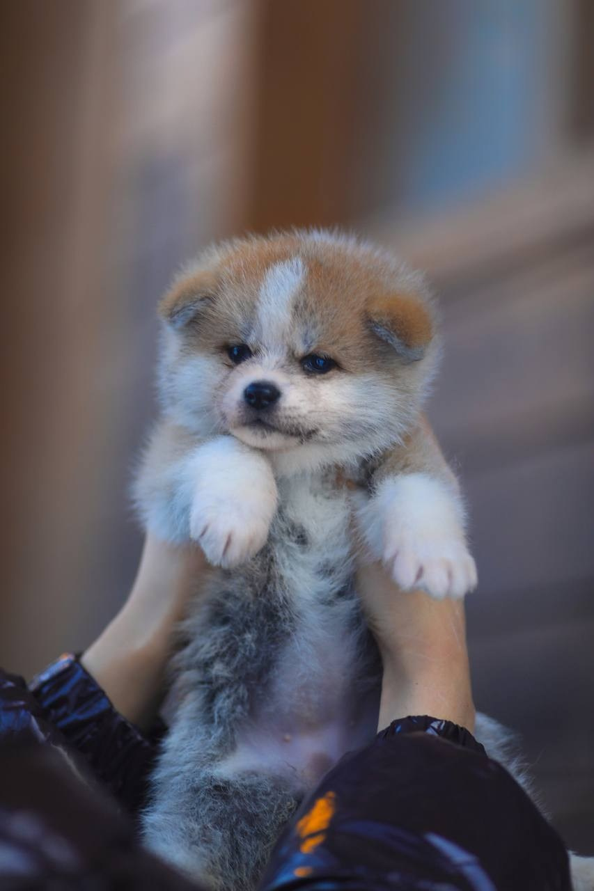 Красивые рыжие щенки Акита. Питомник Акита-Ину