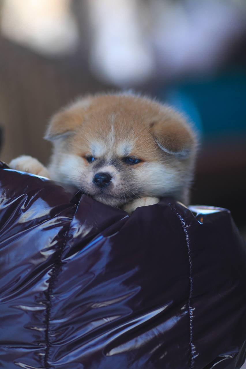 Красивые рыжие щенки Акита. Питомник Акита-Ину