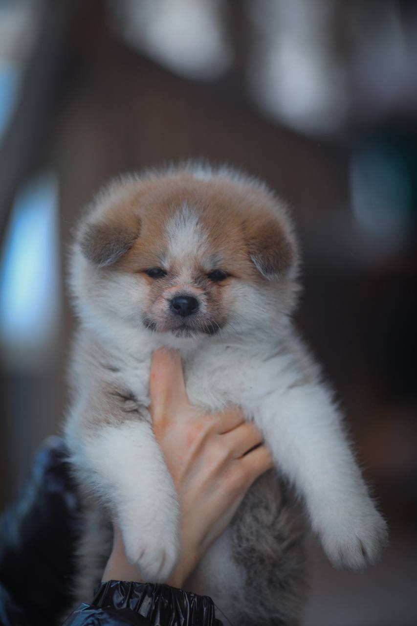 Красивые рыжие щенки Акита. Питомник Акита-Ину