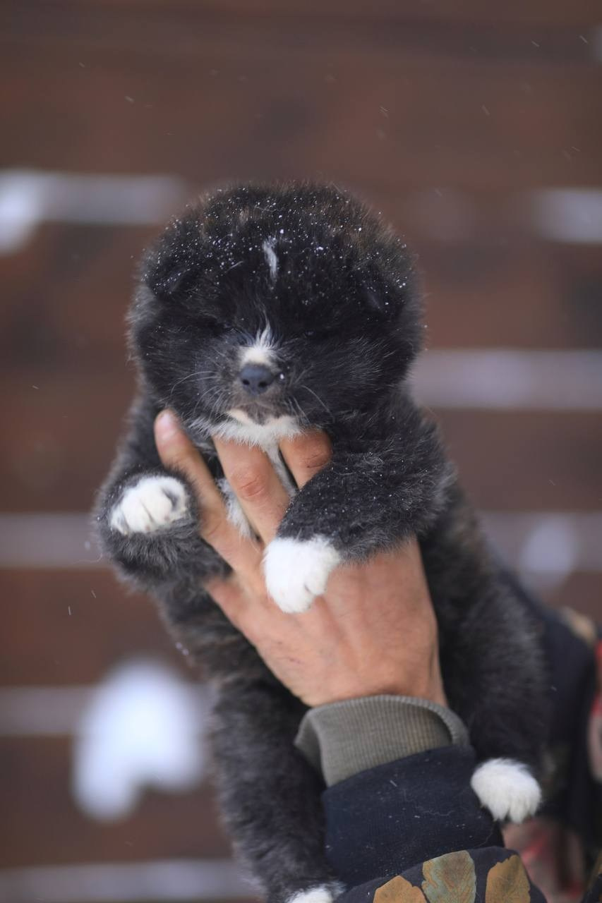 Brindle puppies. Kennel Akita inu