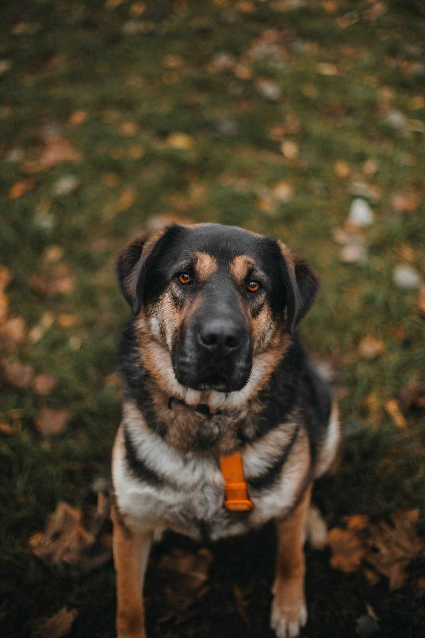 Забери домой друга