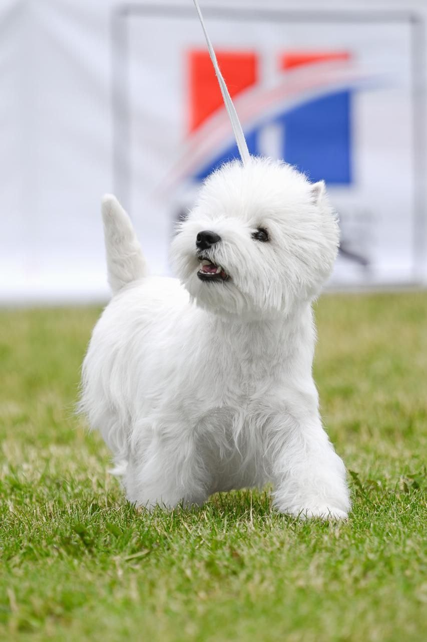 Смоленск — Рейтинговая выставка городов-героев с особым статусом. Питомник собак породы вест хайленд вайт терьер в Москве