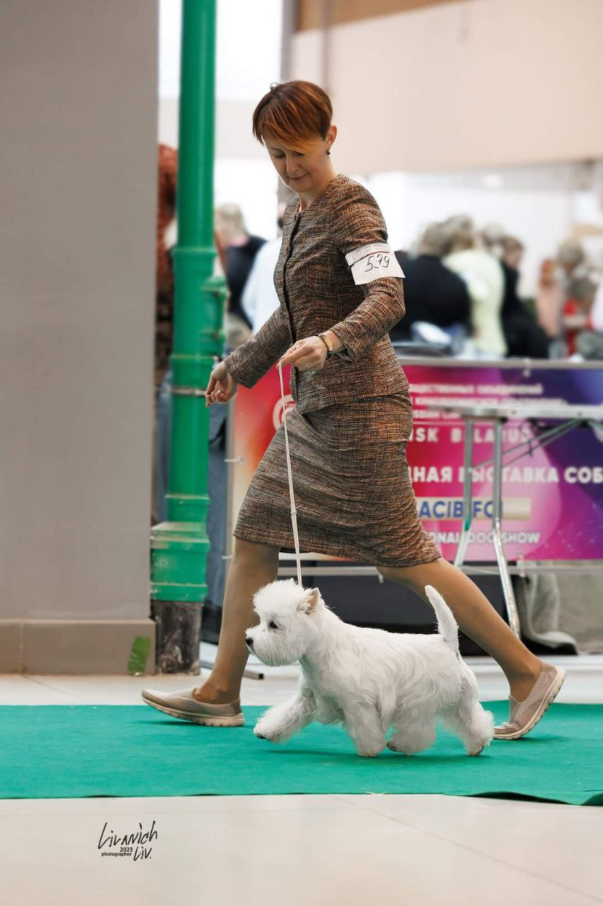 Новости питомника собак. Питомник собак породы вест хайленд вайт терьер в Москве