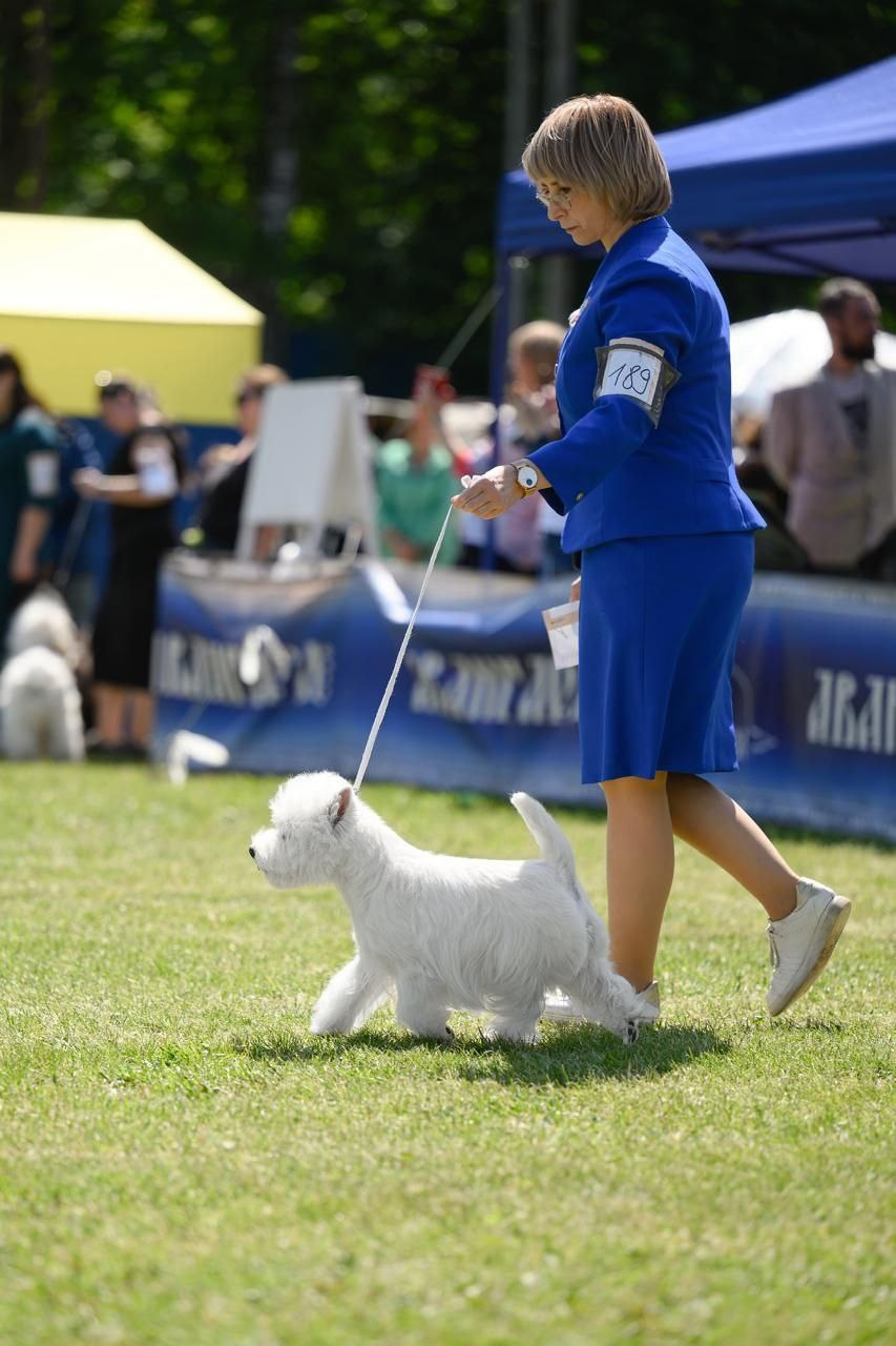 Смоленск — Рейтинговая выставка городов-героев с особым статусом. Питомник собак породы вест хайленд вайт терьер в Москве