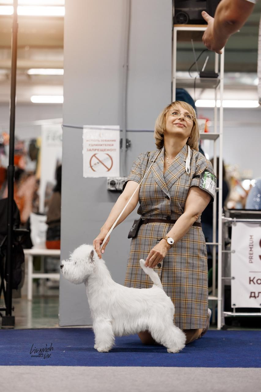 Москва — МКОО «Золотое сечение». Питомник собак породы вест хайленд вайт терьер в Москве