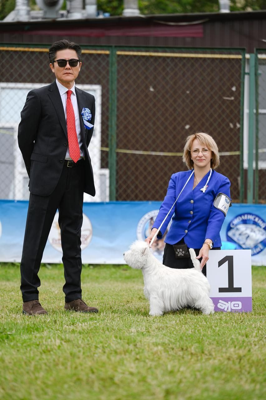 Смоленск — Рейтинговая выставка городов-героев с особым статусом. Питомник собак породы вест хайленд вайт терьер в Москве