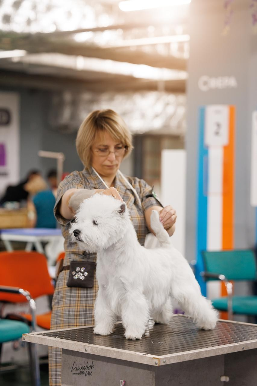 Москва — МКОО «Золотое сечение». Питомник собак породы вест хайленд вайт терьер в Москве