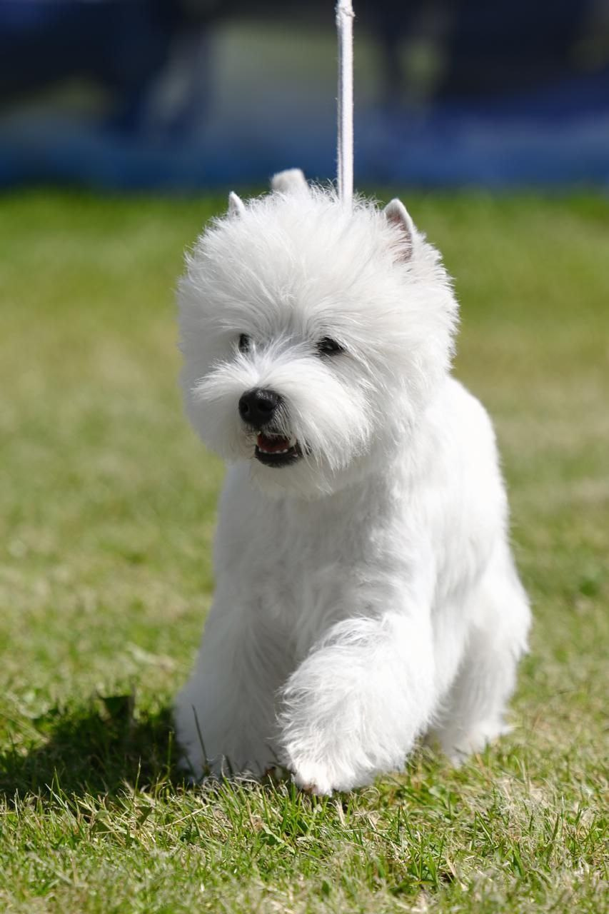 Смоленск — Рейтинговая выставка городов-героев с особым статусом. Питомник собак породы вест хайленд вайт терьер в Москве