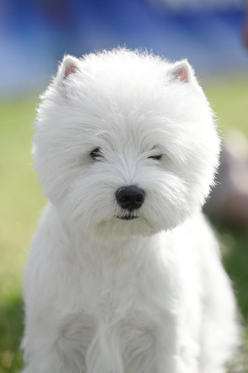 Смоленск — Рейтинговая выставка городов-героев с особым статусом. Питомник собак породы вест хайленд вайт терьер в Москве