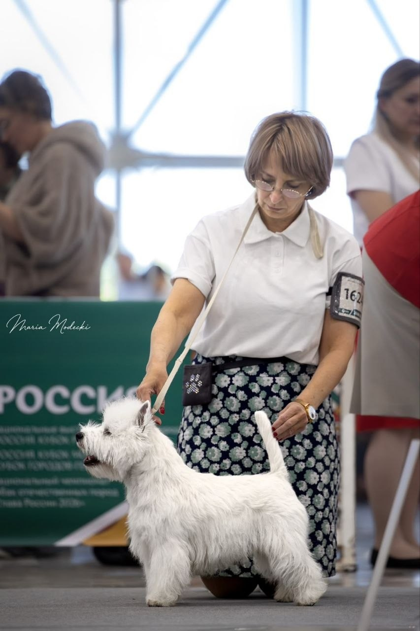 Крупнейшая выставка страны «Россия-2026». Питомник собак породы вест хайленд вайт терьер в Москве