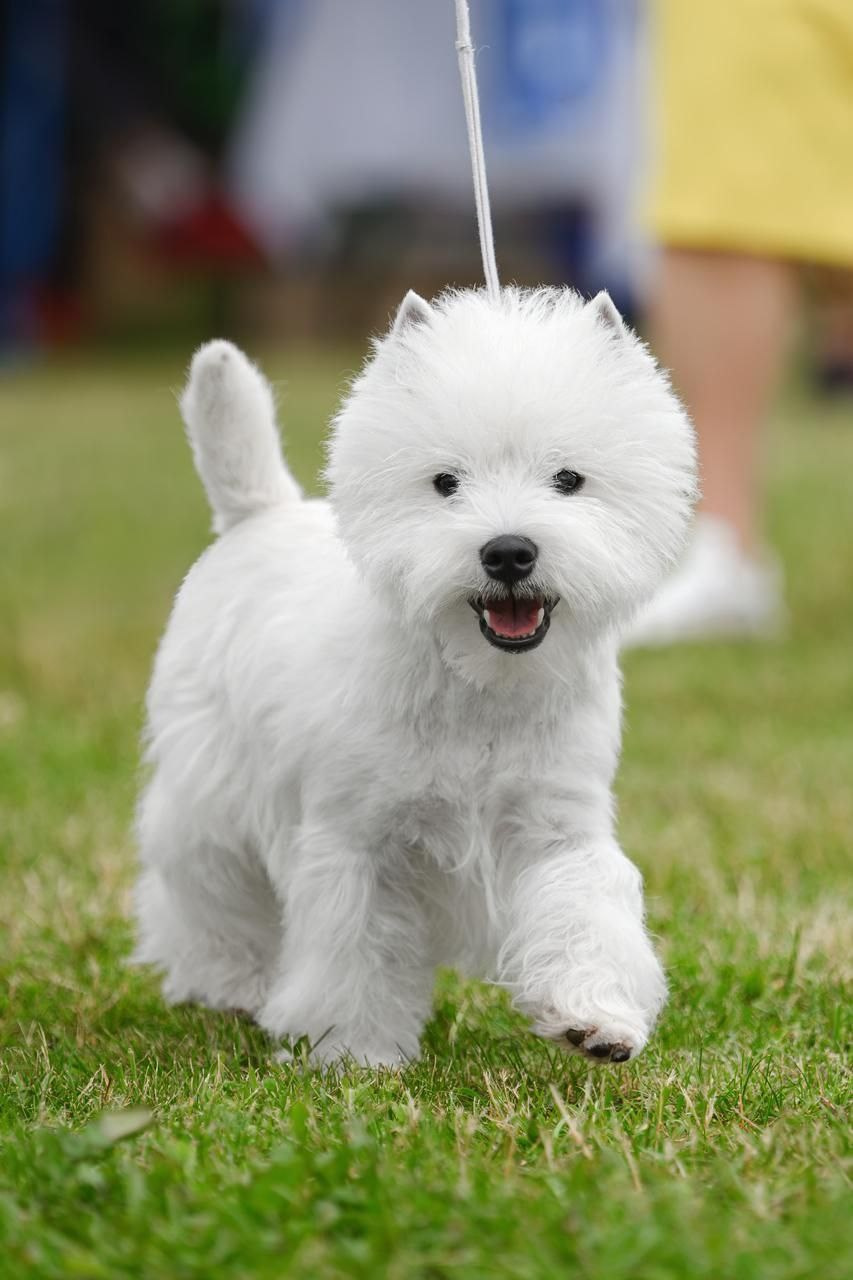 Смоленск — Рейтинговая выставка городов-героев с особым статусом. Питомник собак породы вест хайленд вайт терьер в Москве