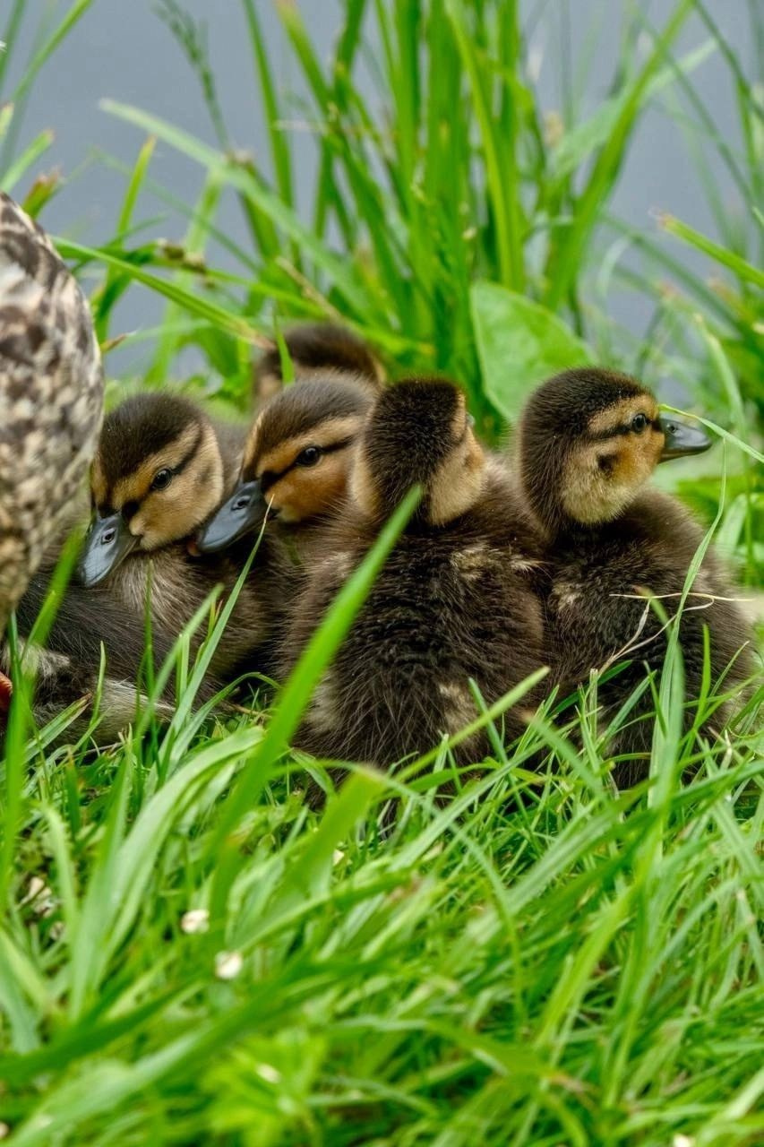 Сама жизнь — радость. Марина Рыбкина — Глубинная психология