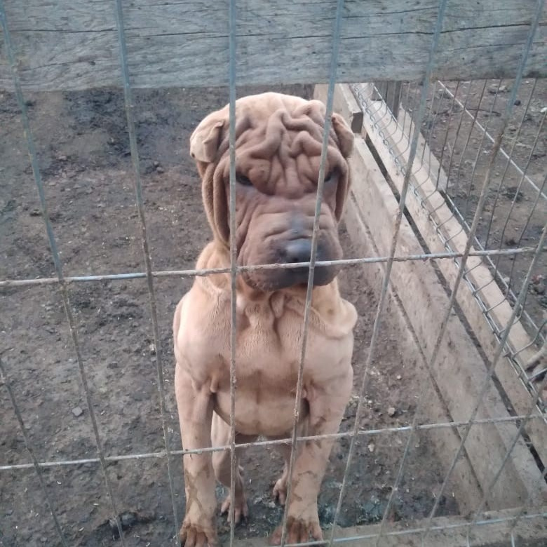 Познакомьтесь с Шар пей в Иркутске. Питомник собак Иркутск