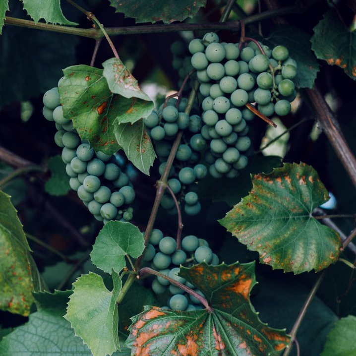 С чего начать. Свадебный и портретный фотограф в Нижнем Новгороде и Нижегородской обл