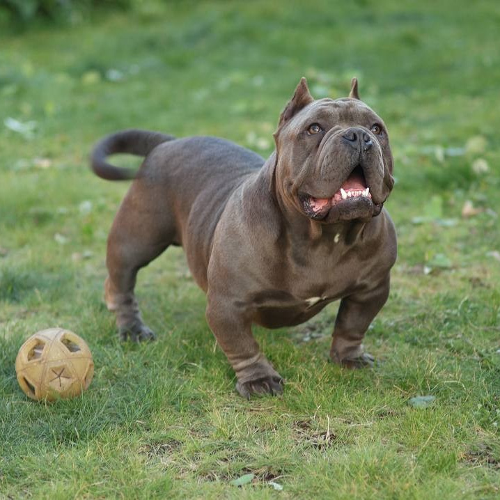 Познакомьтесь с Американским Булли в Иркутске. Питомник собак Иркутск
