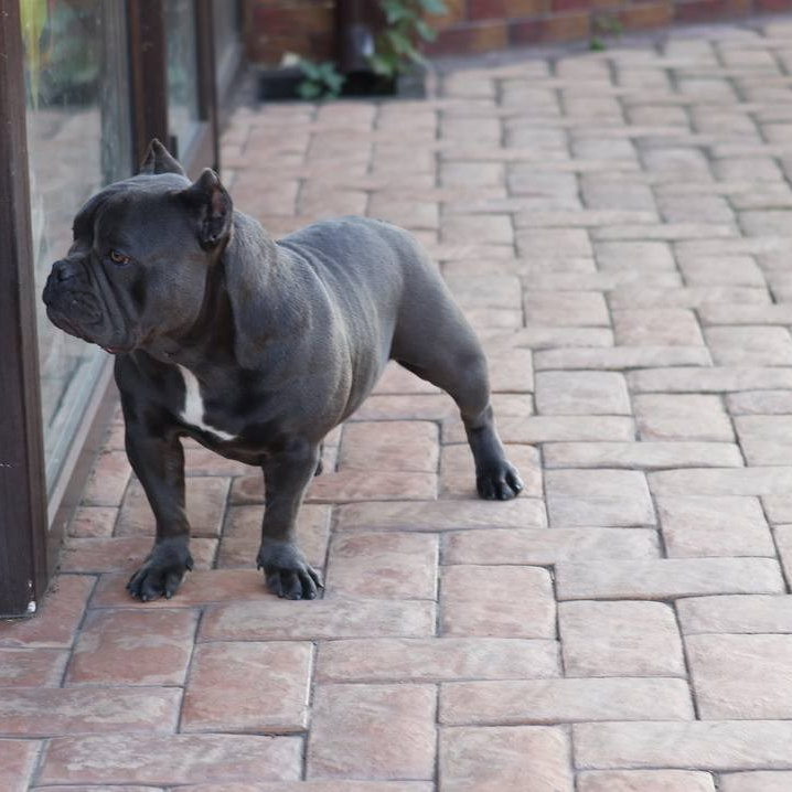 Познакомьтесь с Американским Булли в Иркутске. Питомник собак Иркутск