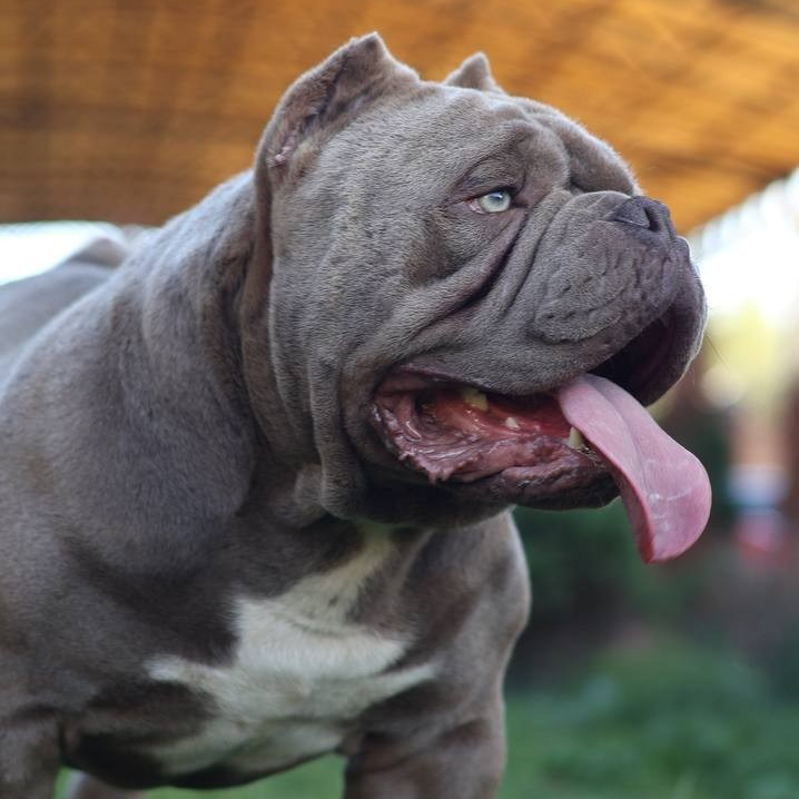 Питомник собак Иркутск