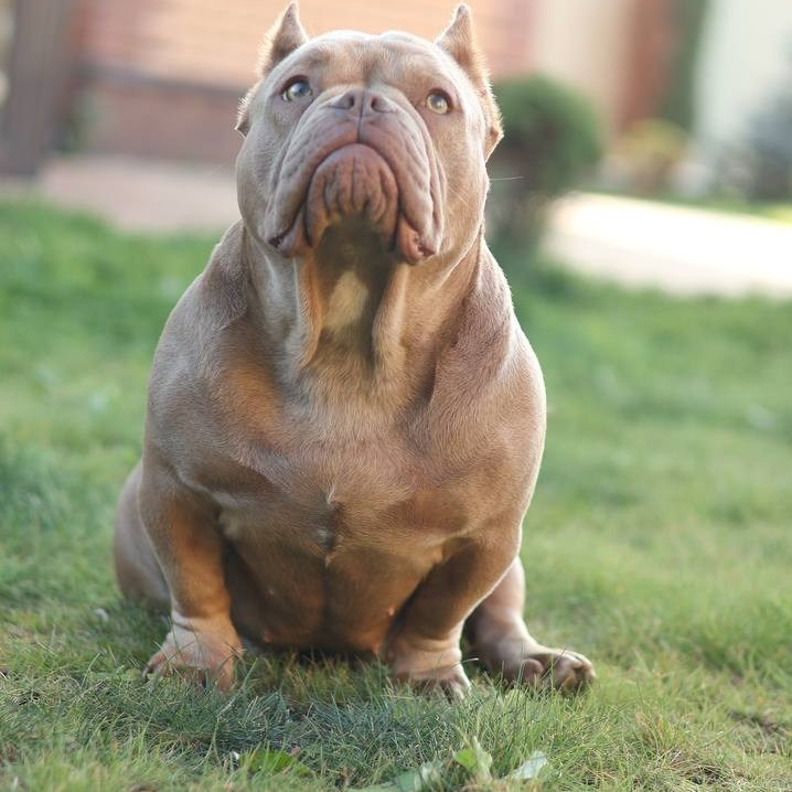 Познакомьтесь с Американским Булли в Иркутске. Питомник собак Иркутск