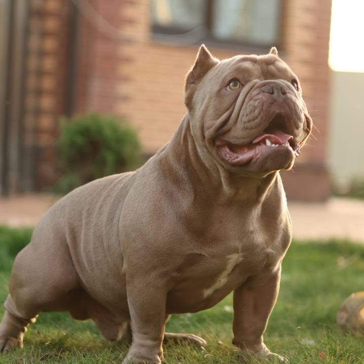 Познакомьтесь с Американским Булли в Иркутске. Питомник собак Иркутск