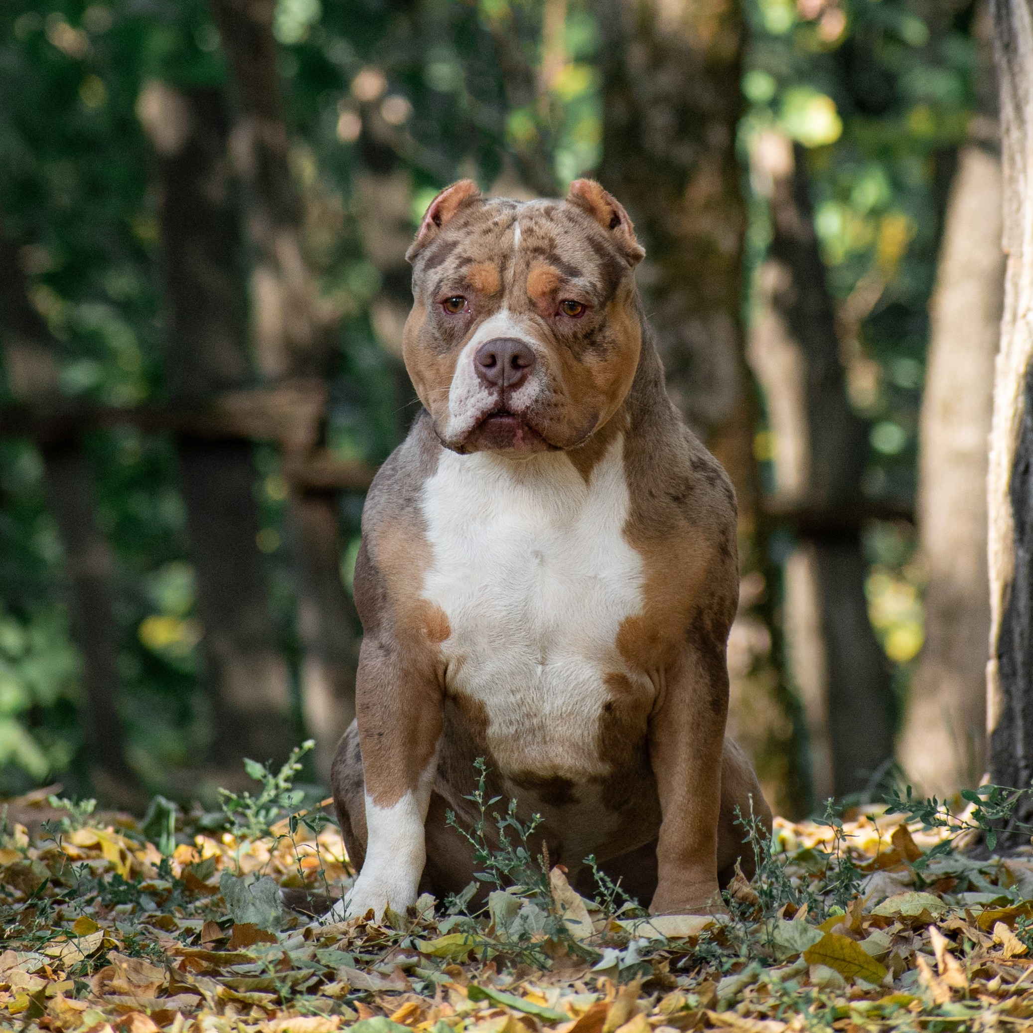 официальный питомник American Bully в Хабаровске, продажа щенков амбулли	в Кургане, продажа амбулли	в Кургане, Купить щенка Американский булли покет	в Кургане, Купить щенка Американский булли классик	в Кургане, Купить щенка Американский булли экзот	в Кургане, Американский булли щенок 	в Кургане, 