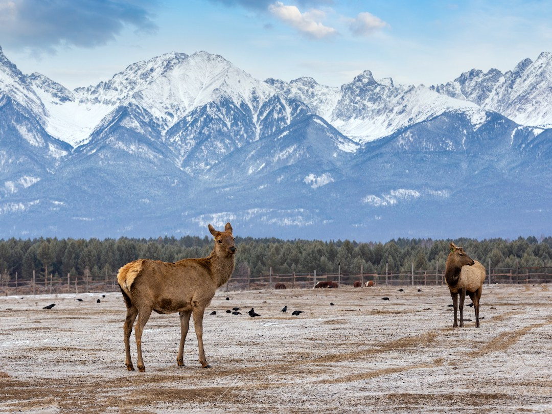 Из Иркутска в Саяны (курорт Аршан). Илья Буянов, гид по Байкалу, фотограф — baikalsky.com