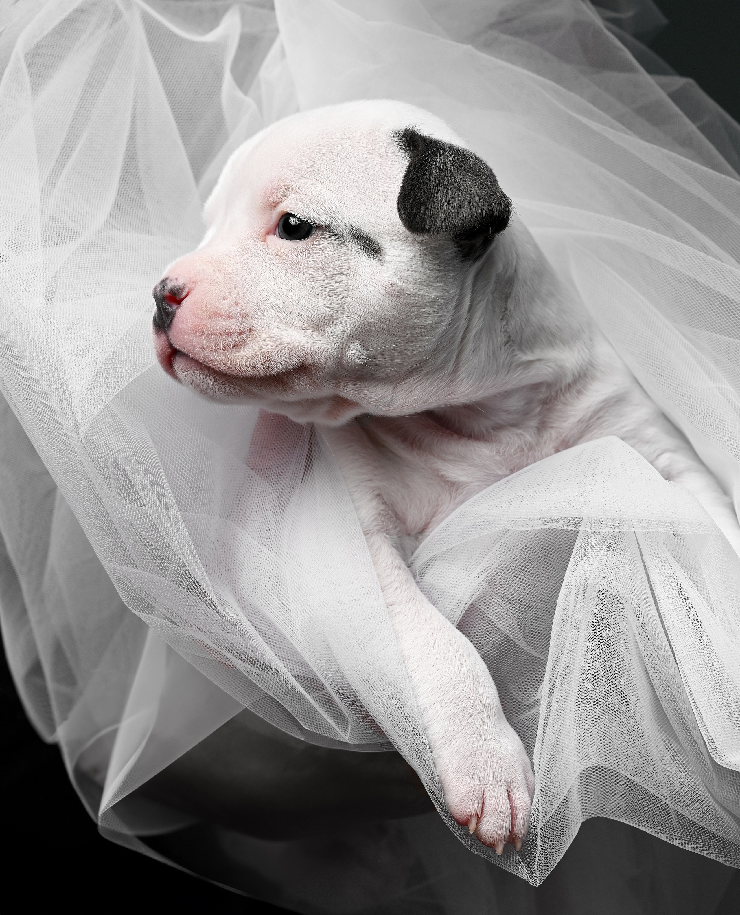 Съемка животных. Предметная фото и видеосъемка в Саратове| Профессиональный фотограф