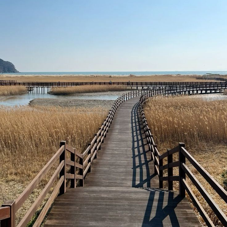 Wooden path through the reeds at Dadaepo, Busan · 釜山 旅行フォト