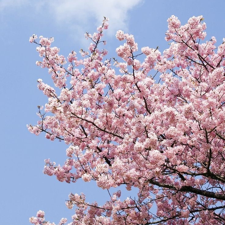 Hanbok portrait photoshoot sa panahon ng cherry blossom sa Busan