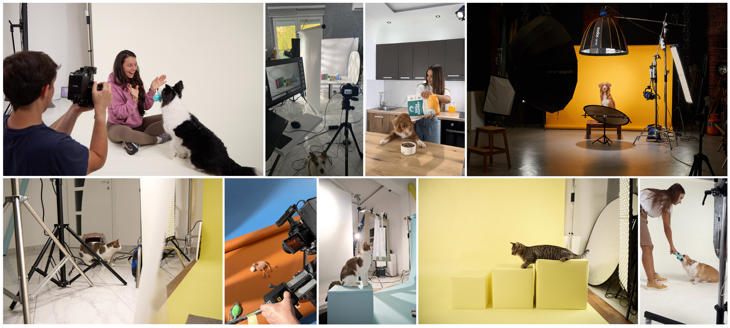 Pet Photography Services | Dog Photographer Pricing. Dog Photographer Anna Averianova | Art & Commercial Pet Photography