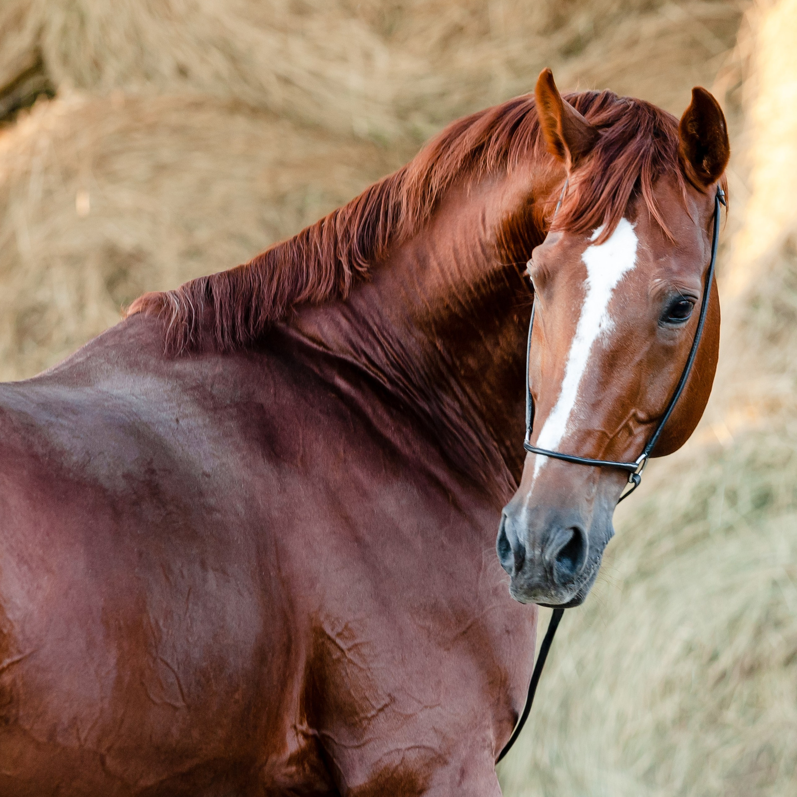 Портфолио. KatymartArt — Equine photography