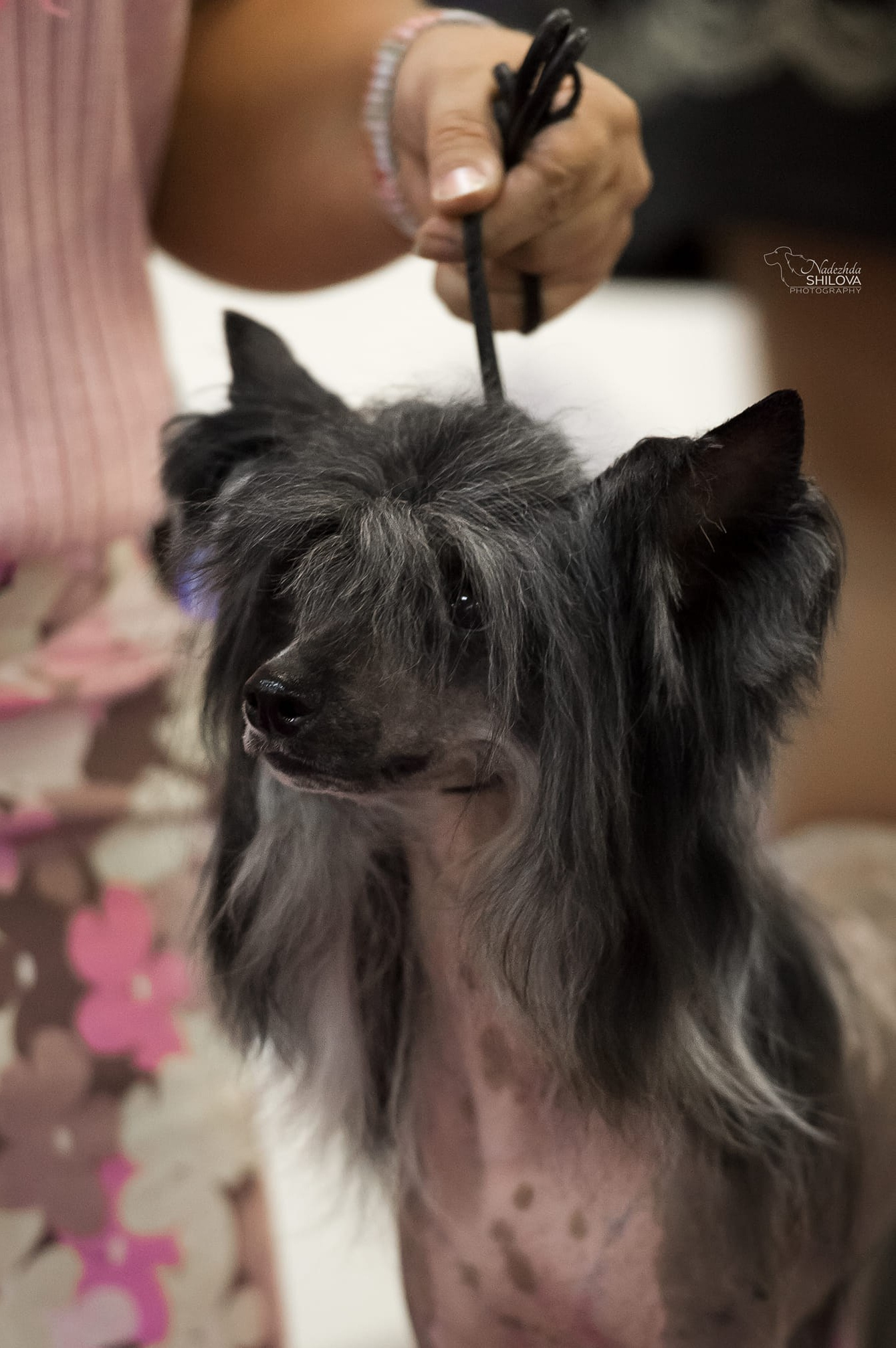 Today at the monobreed show of the KChK rank. Питомник китайских хохлатых собак Poale Ell: купить щенка в питомнике