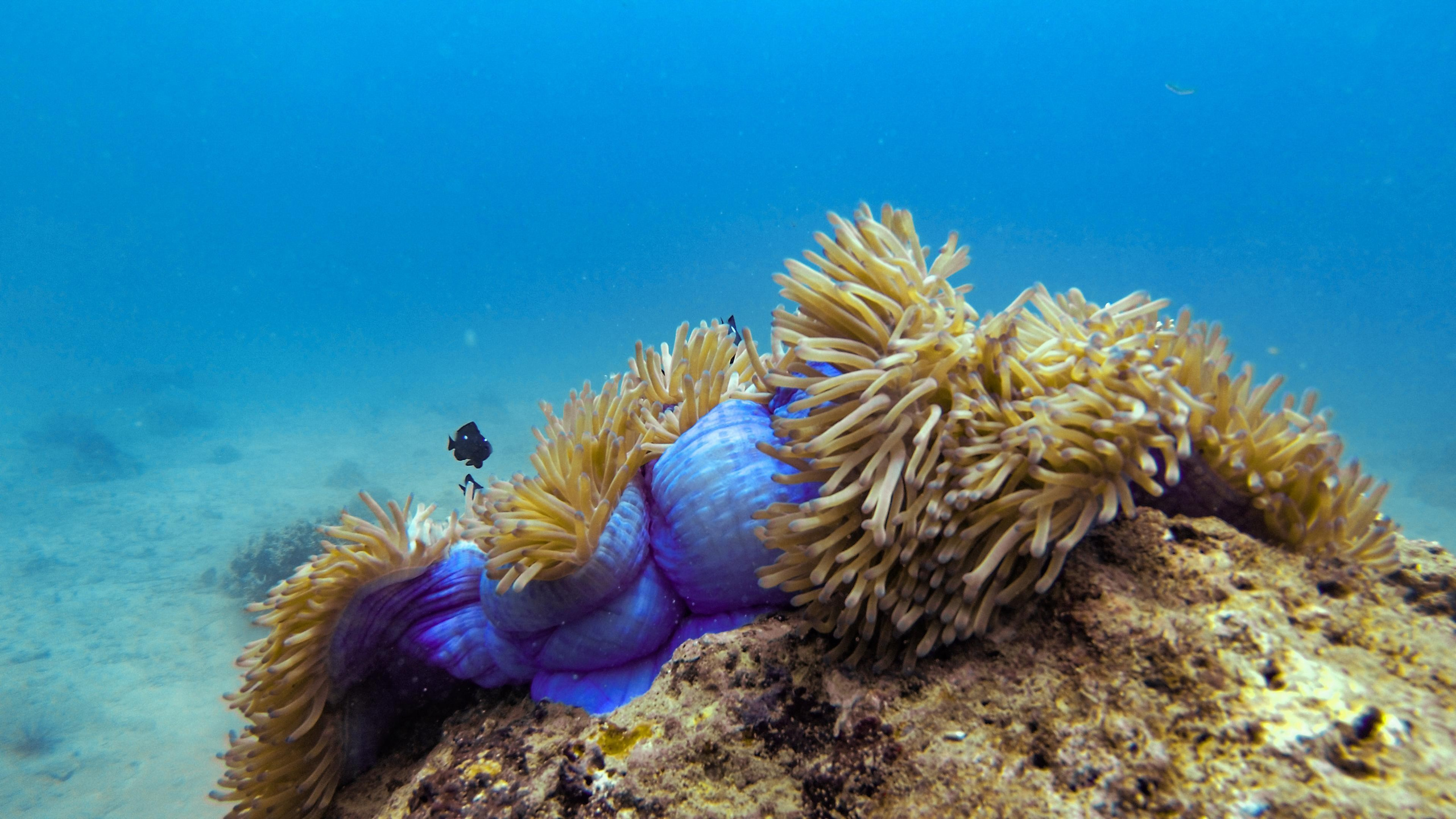 Дайвинг во Вьетнаме. Индивидуальные Экскурсии