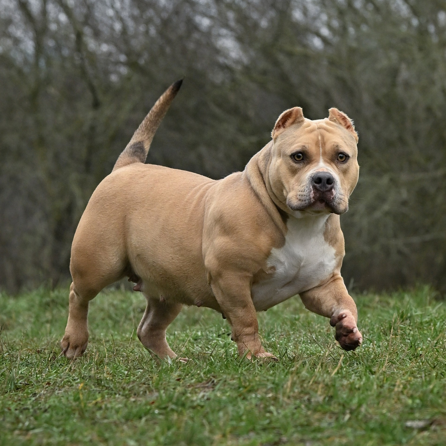 купить щенка в официальном питомнике Американсих булли в Хабаровске