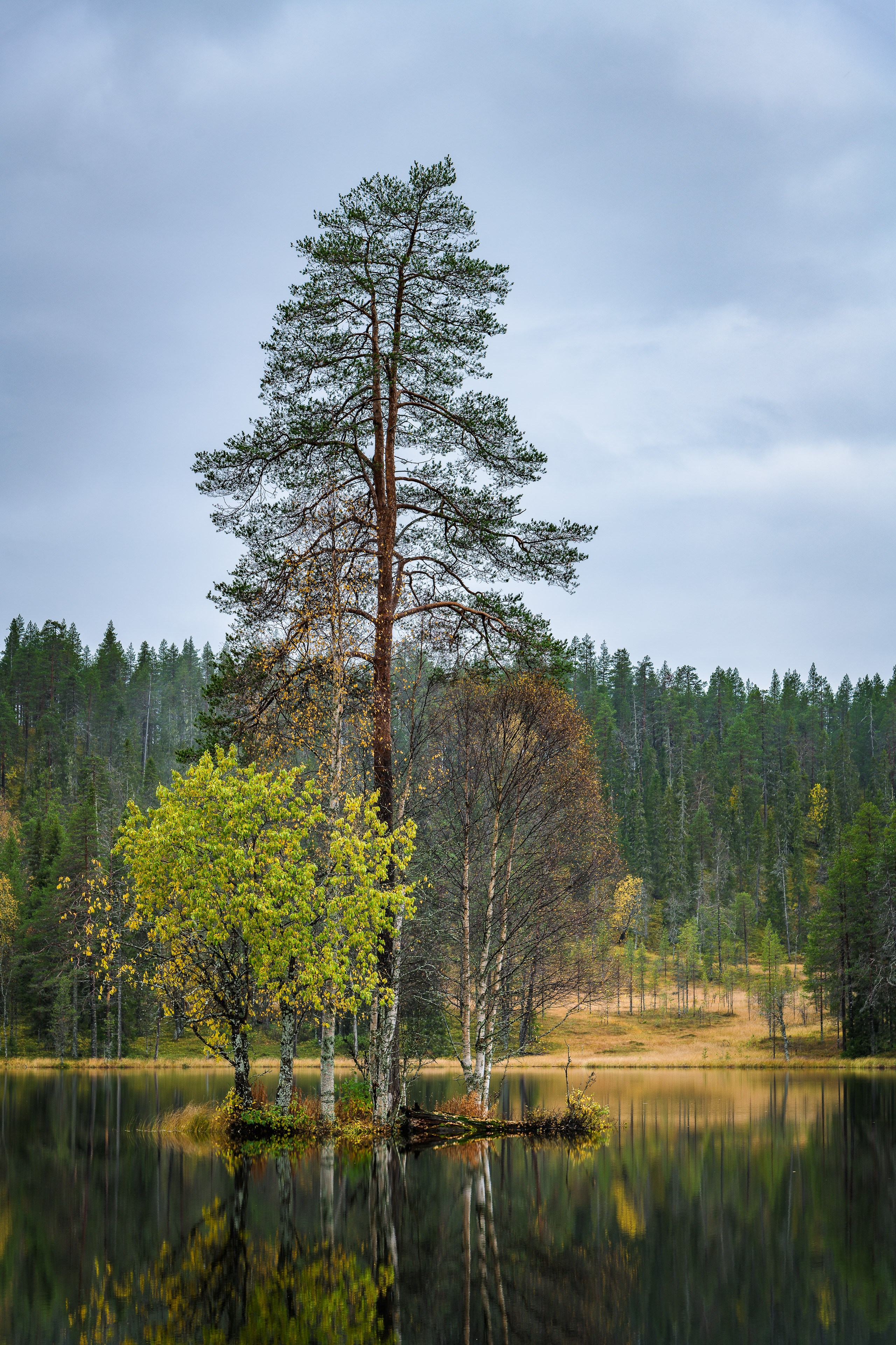 Березовый пруд. Северные Ночи