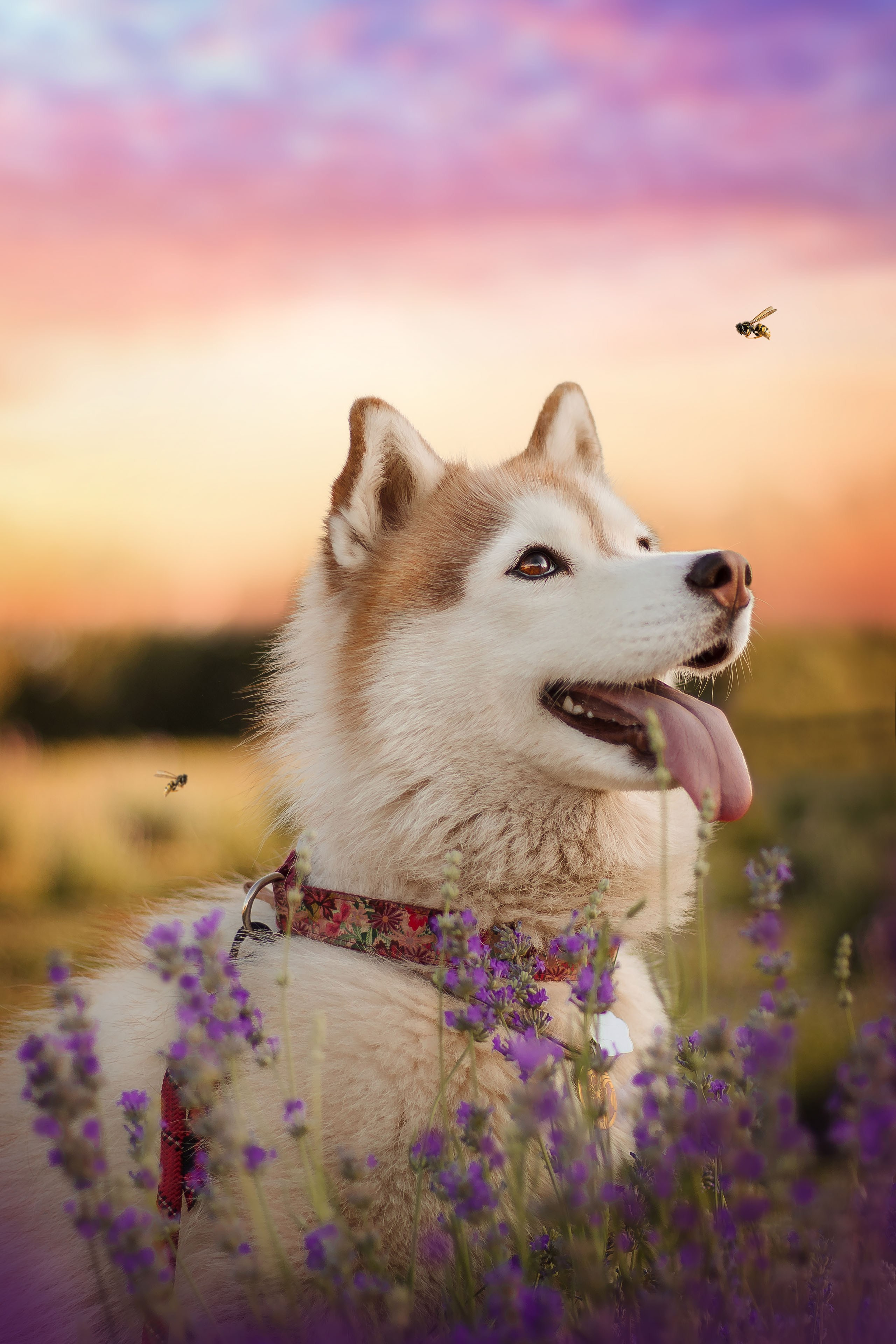 Услуг и стоимость фотосессий фотографа из Воронежа Алины Ивановой. Фотограф — анималист Алина Иванова