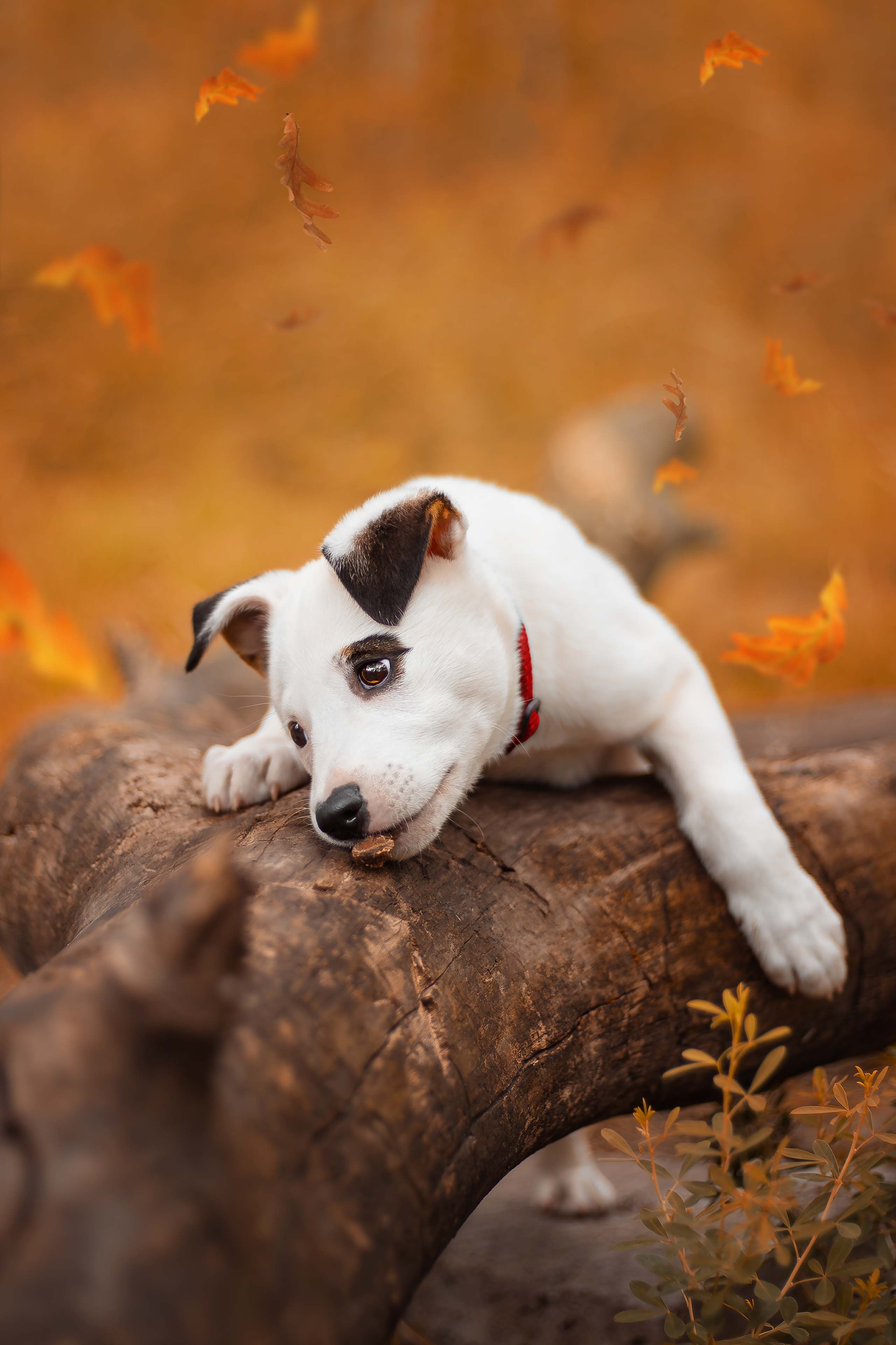 Услуг и стоимость фотосессий фотографа из Воронежа Алины Ивановой. Фотограф — анималист Алина Иванова