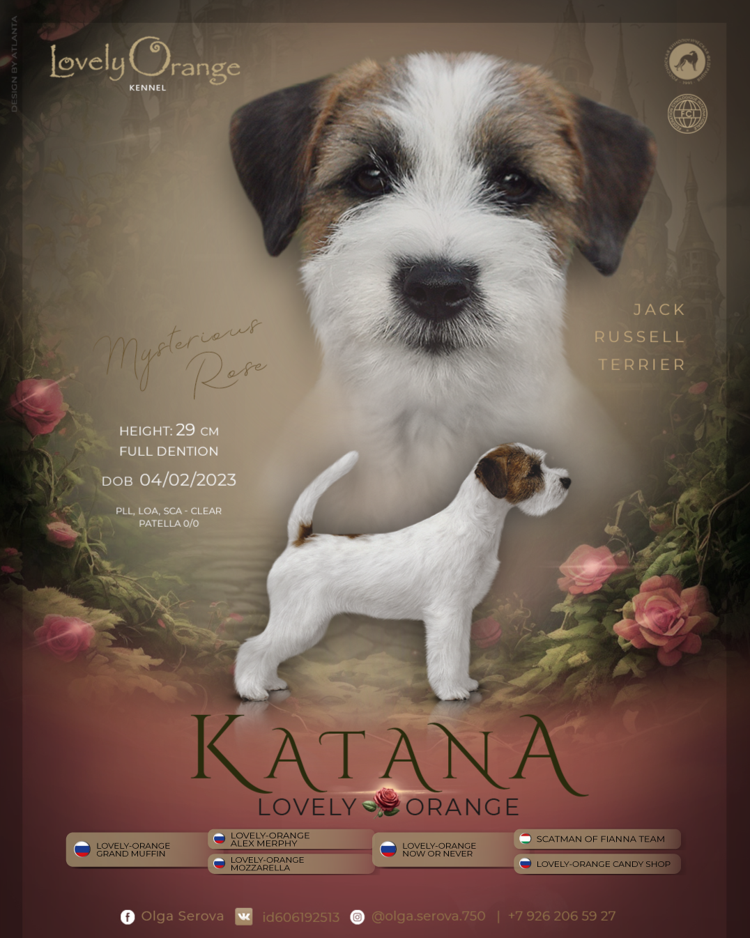 LITTER «O» 21.10.2025. Lovely-Orange питомник джек рассел терьеров
