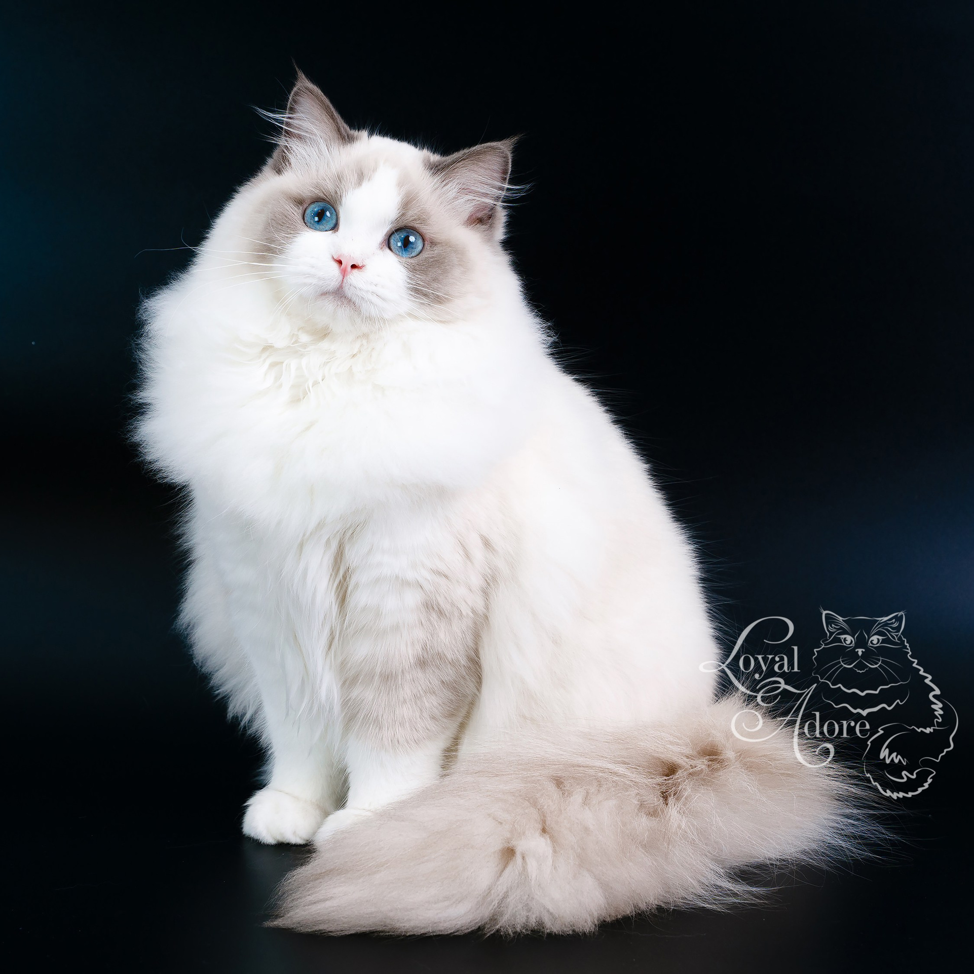 Кошки производители Loyal Adore. Питомник рэгдолл Loyal Adore