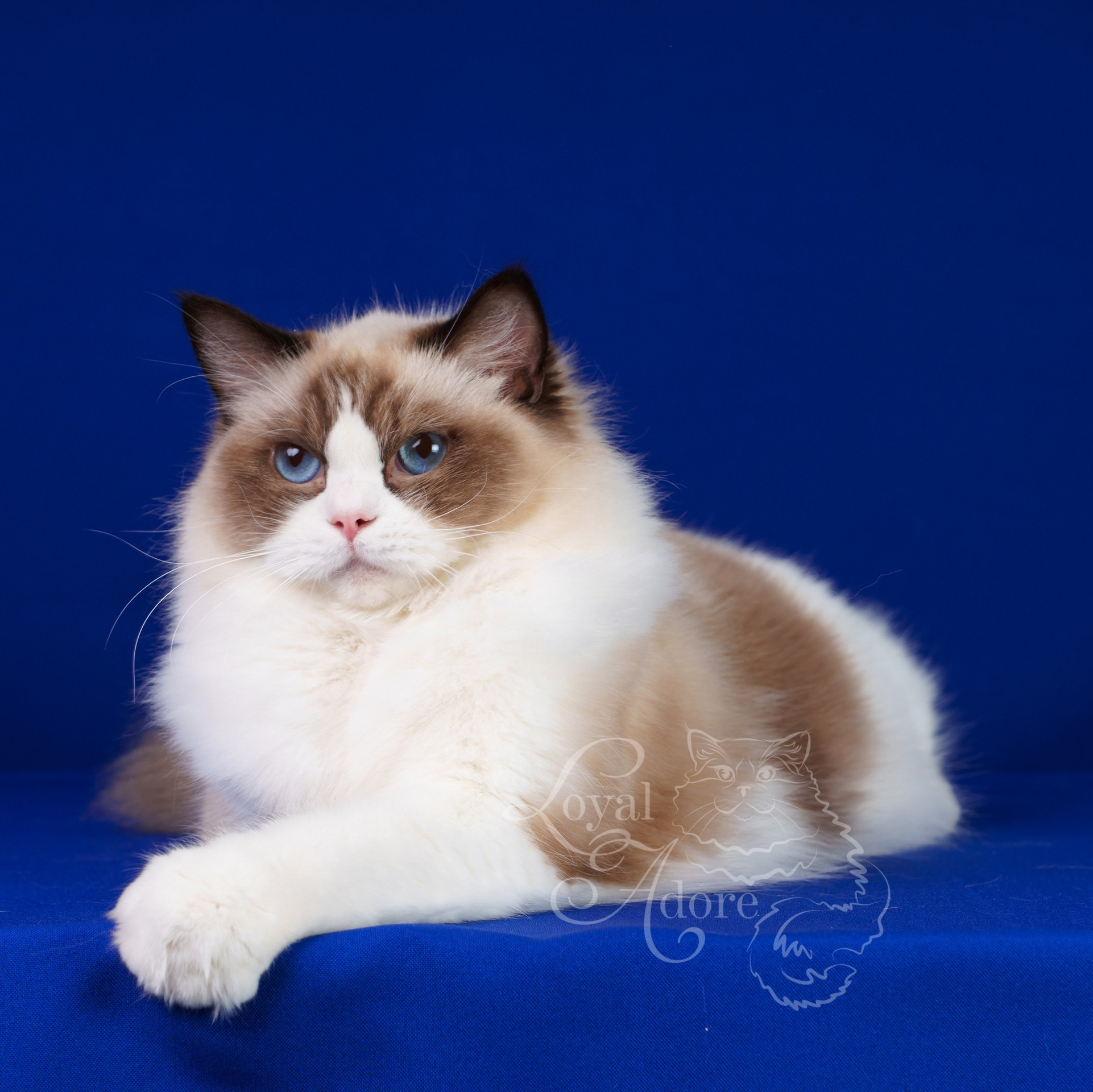 Котята рэгдолл от Loyal Adore. Питомник рэгдолл Loyal Adore