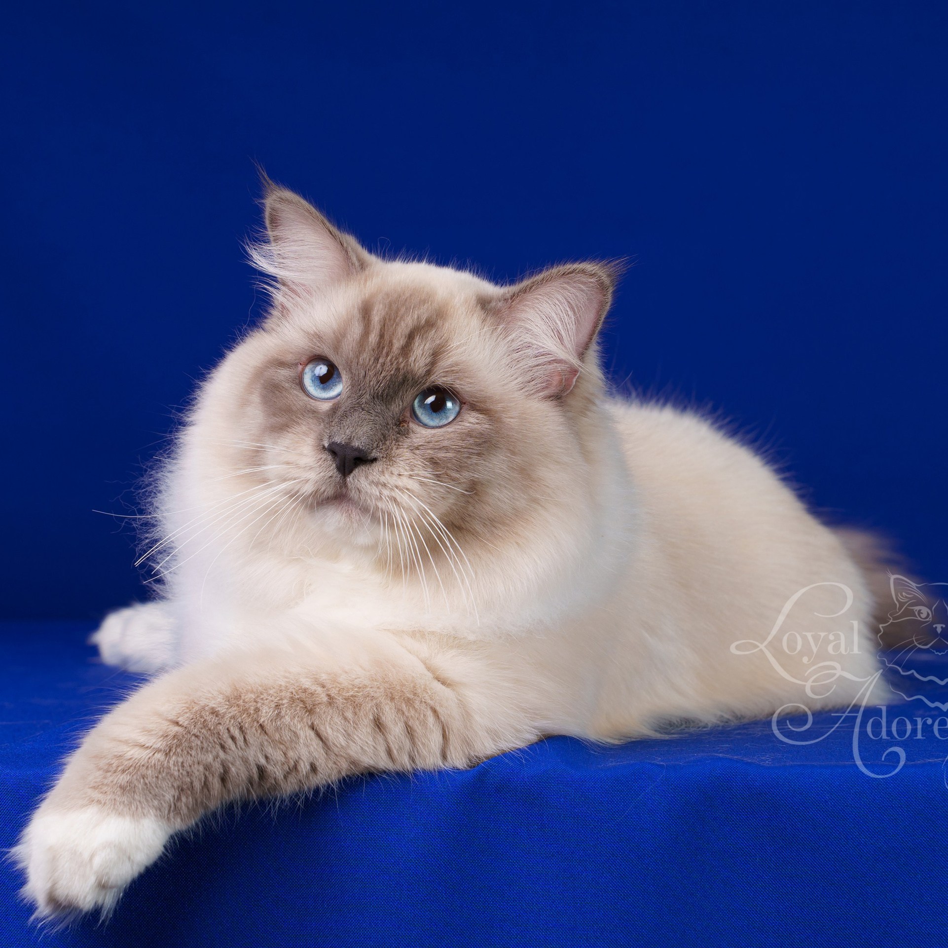 Котята рэгдолл от Loyal Adore. Питомник рэгдолл Loyal Adore