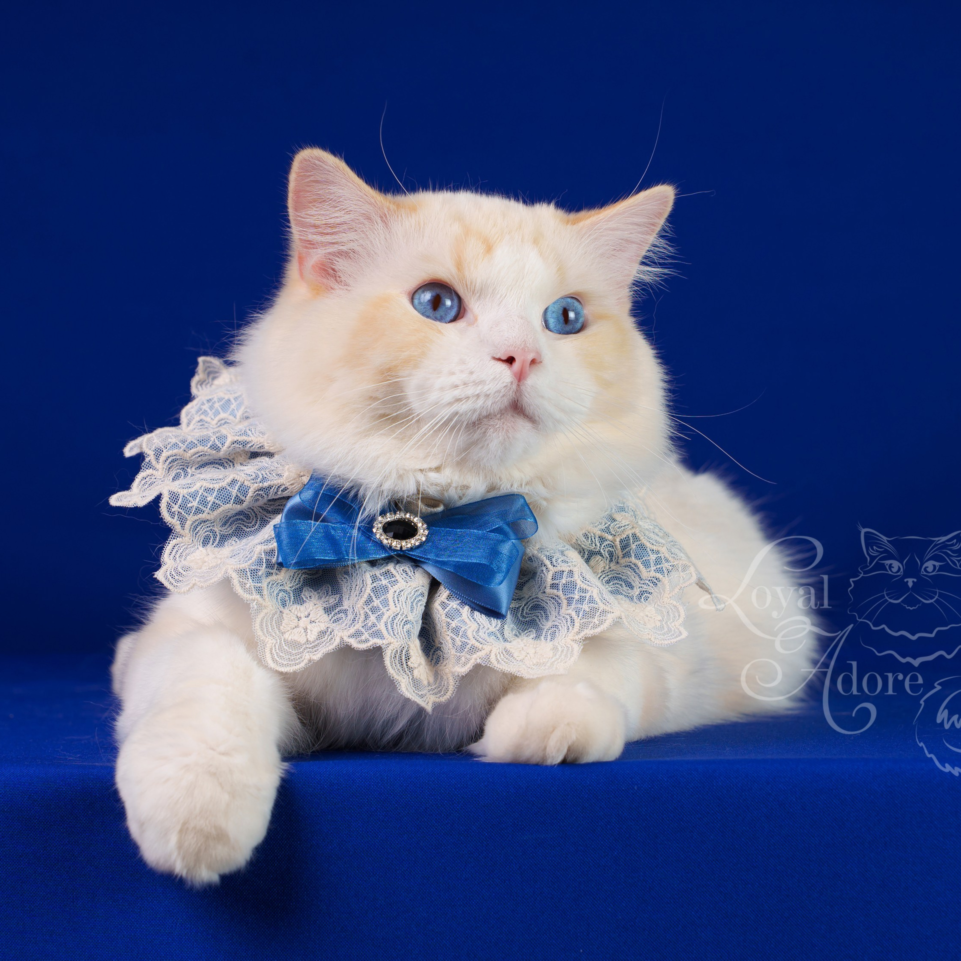 Коты производители Loyal Adore. Питомник рэгдолл Loyal Adore