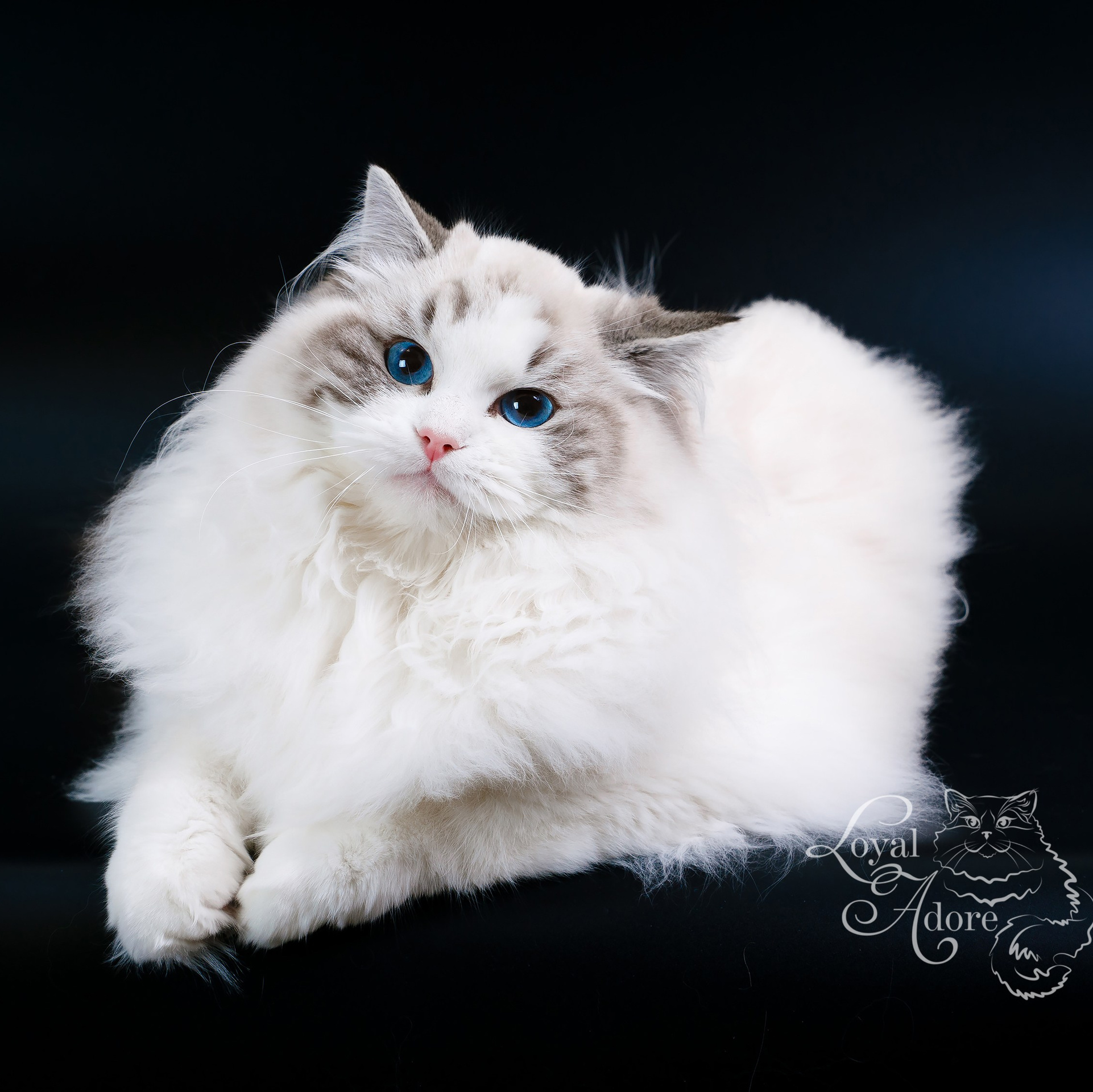 Кошки производители Loyal Adore. Питомник рэгдолл Loyal Adore