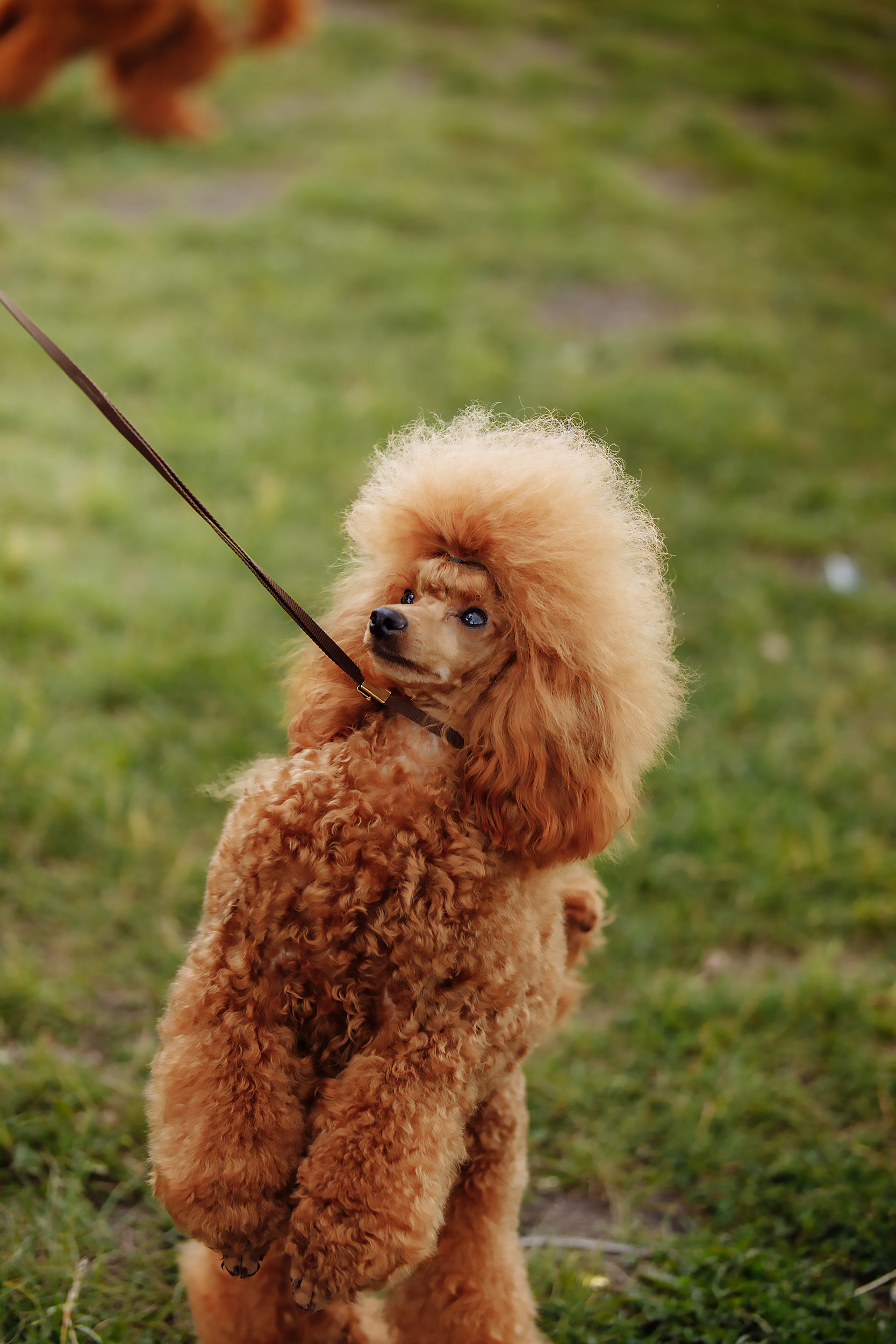 Монопородная выставка собак породы ПУДЕЛЬ РОО КЦ Нурэт РБ. Фотограф-анималист Саша Вязьмина