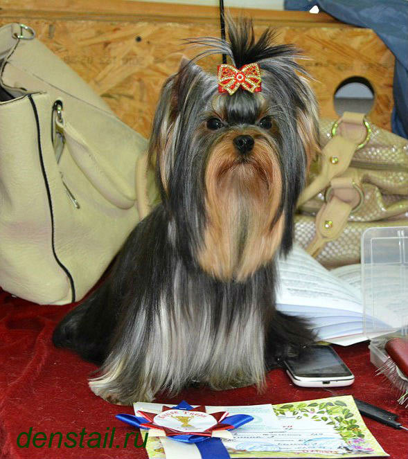 2015 г Результаты выставок. Питомник Йоркширских терьеров Дэнстайл в Санкт-Петербурге заводчик Тих