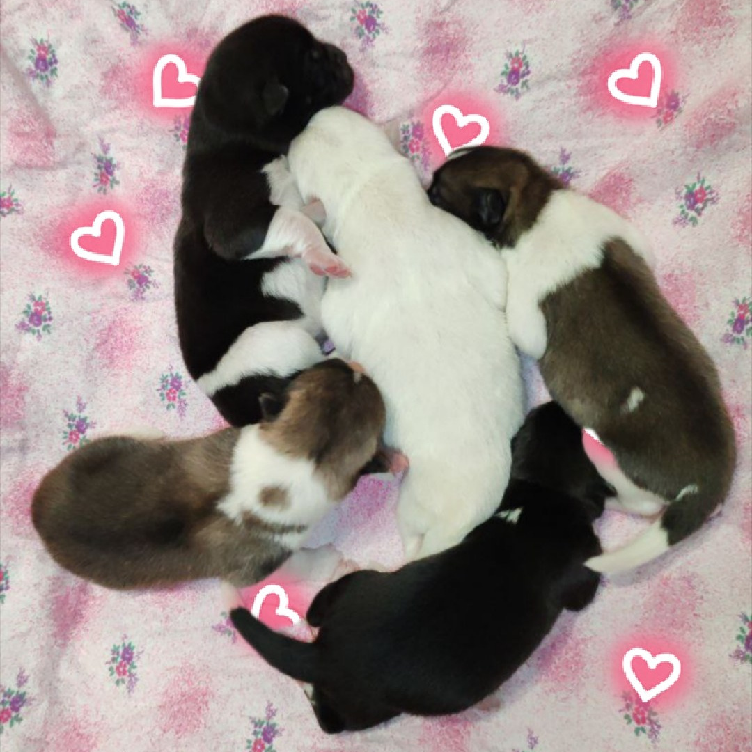 ПОМЕТЫ американских акит. AMERICAN AKITA RUBYLIGHT KENNEL I SHIBA-INU