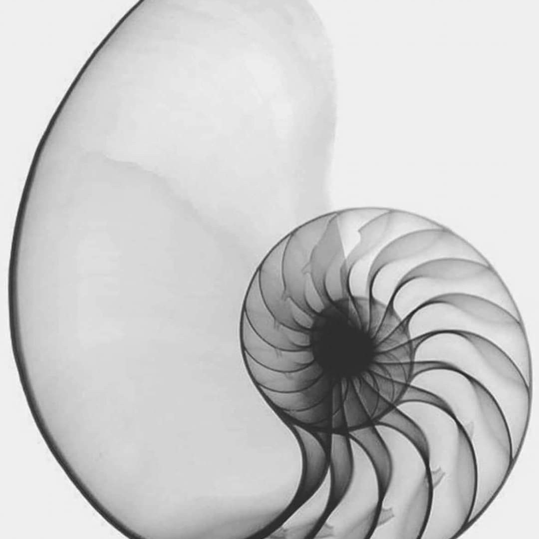 Игра «Лила». Фотограф, психолог в Москве, Жуковском, Раменском Галина Майлер