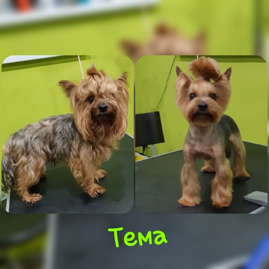 Уход за йоркширским терьером. НРОО КЦ "Собаковод"